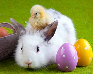 Kids St. Louis: Easter Bunny Events - Fun 4 STL Kids