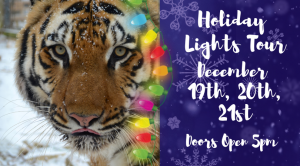 Holiday-Lights-Facebook-Banner-1.png