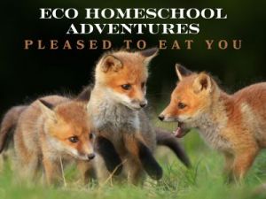 Amilia Activity Images - ECO (3).jpg