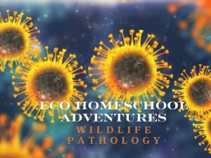 Amilia Activity Images - ECO (5).jpg