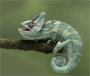 reptiles.jpg