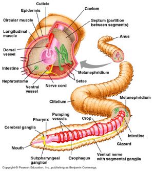 EarthwormAnatomy1.jpg