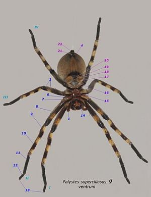 spider science.JPG
