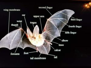 bat science.jpg