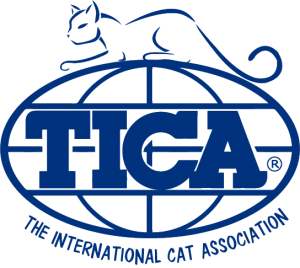 PracTICAl Cats Family Fun