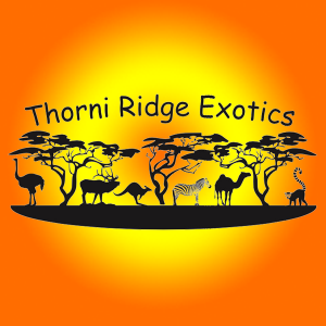 Thorni Ridge Exotics