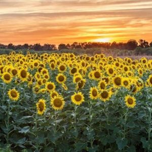 Sunflower Fields at Columbia Bottom Conservation Area