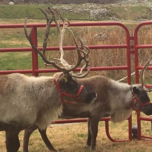 11/25, 12/03, 12/10, 12/17 Live Reindeer at the National Museum of Transportation