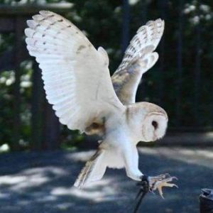 10/25 Owl-o-Ween at World Bird Sanctuary