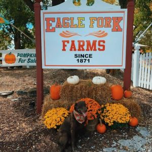 Eagle Fork Corn Maze and Farm Fun