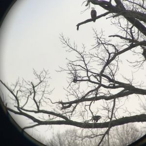 01/18 Eagle Watch Party at Riverside Landing