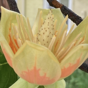 Sacred Garden Midwifery