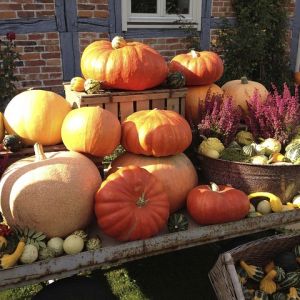 10/03 Fall Festival in Warson Woods