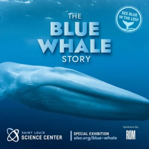05/23 - 01/10 The Blue Whale Story at St Louis Science Center