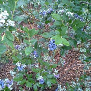 Lalk's Berry Farm - Blueberries