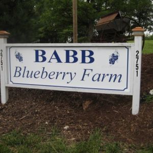 Babb Blueberry Farm U-Pick